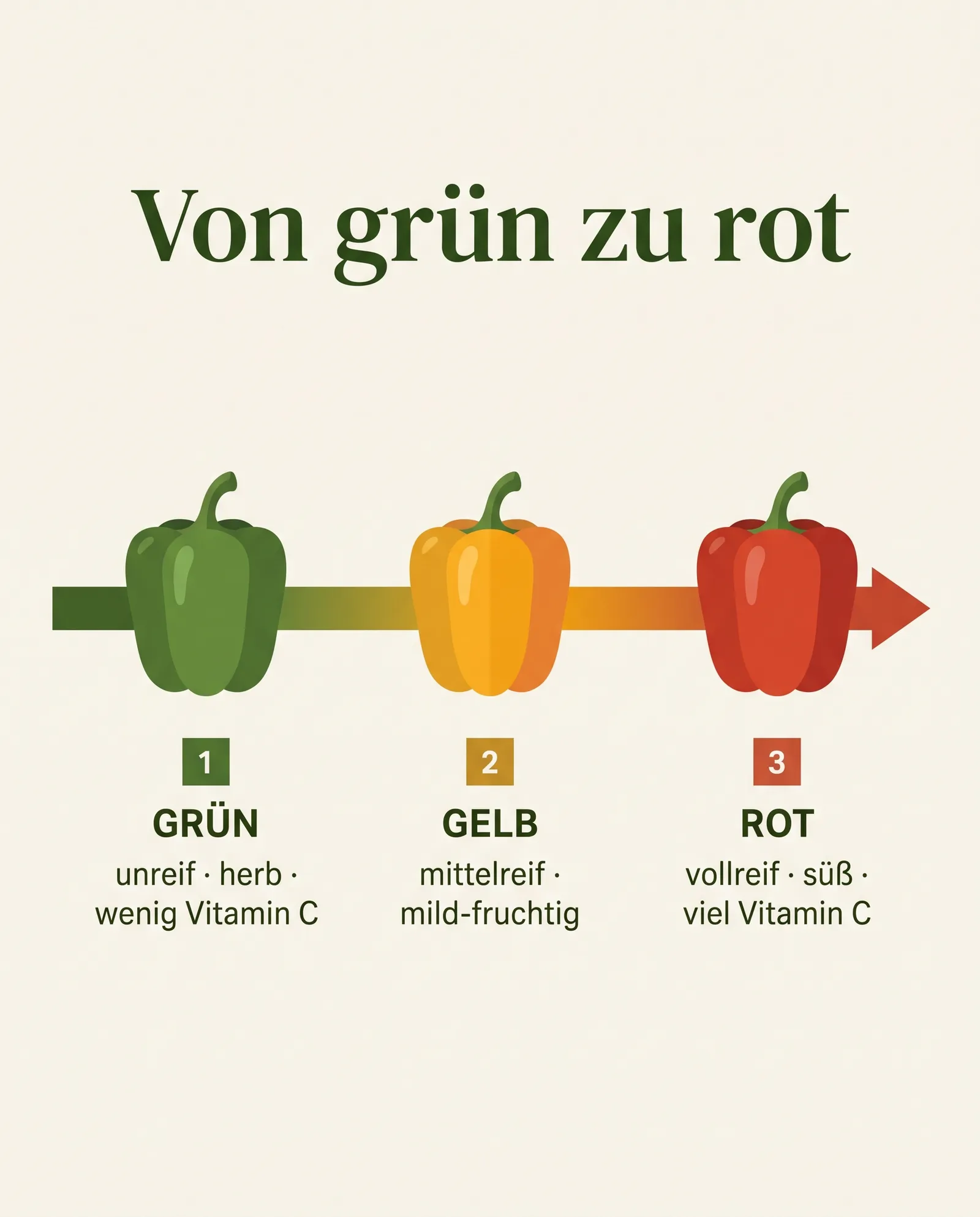 Infografik: Reifestadien der Paprika von grün über gelb zu rot