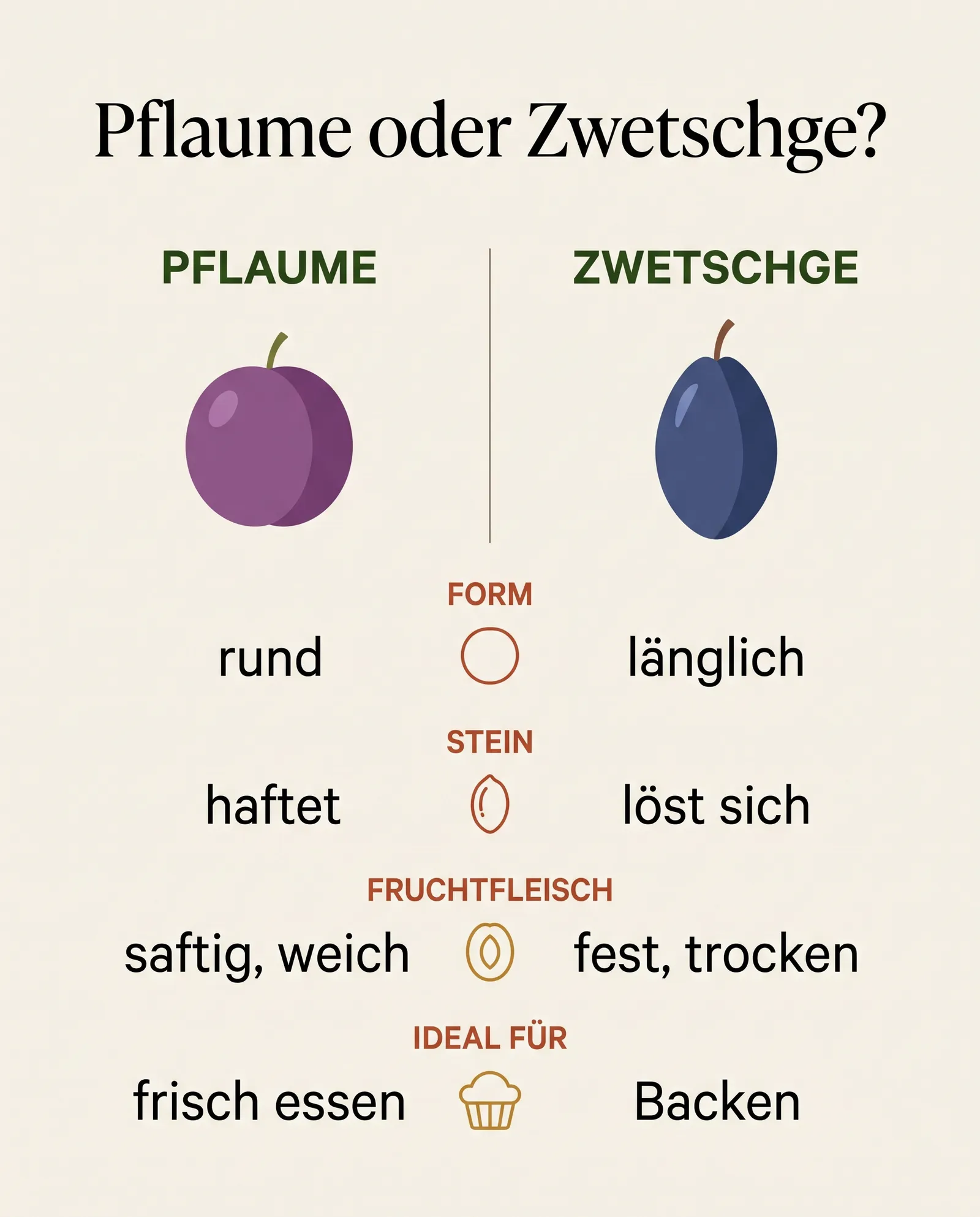 Infografik mit dem Vergleich von Pflaume und Zwetschge nach Form, Stein, Fruchtfleisch und Verwendung
