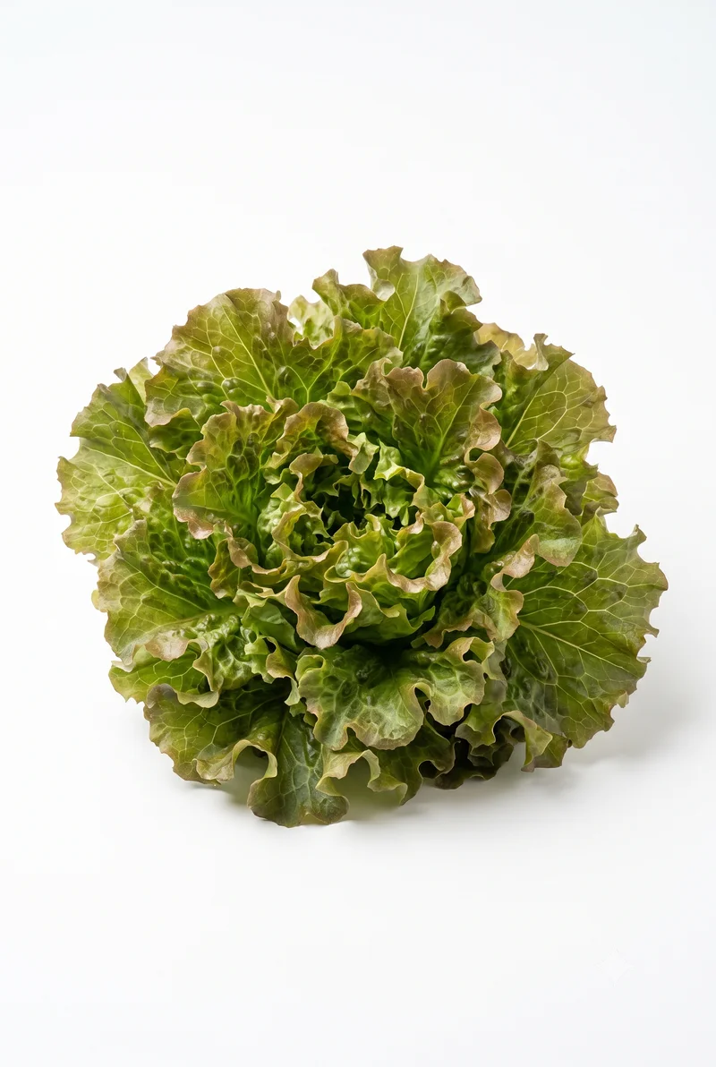 Eichenlaubsalat