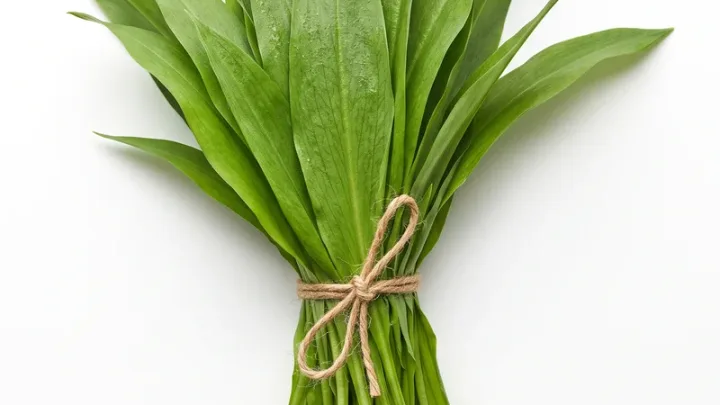 Bärlauch