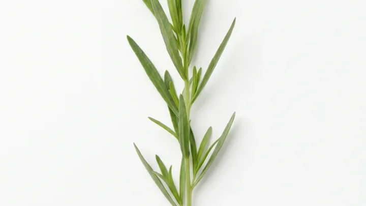 Bohnenkraut