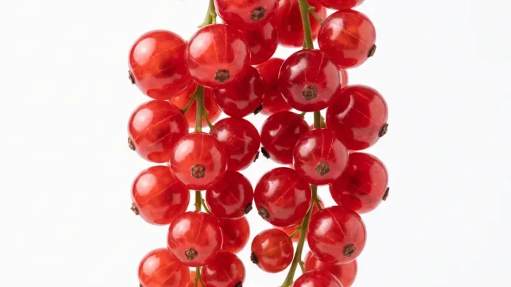 Johannisbeeren