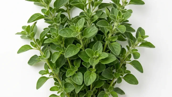Oregano