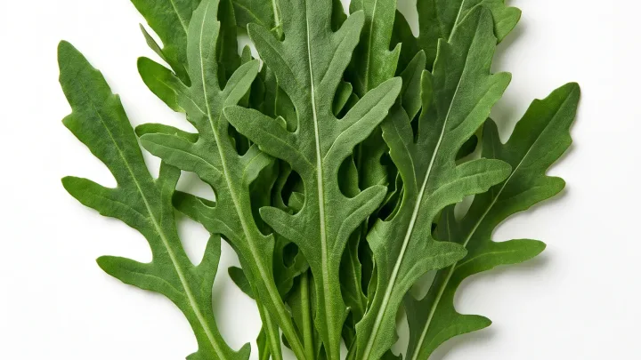 Rucola