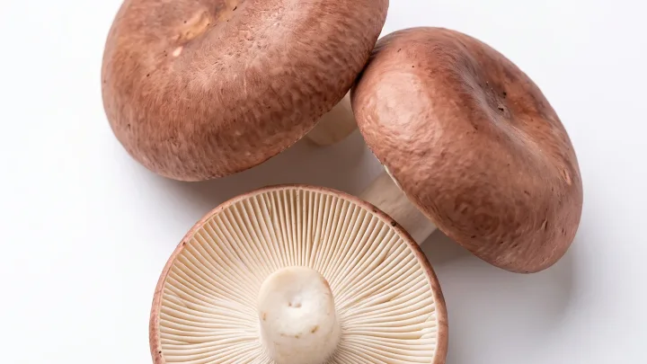 Speisetäublinge