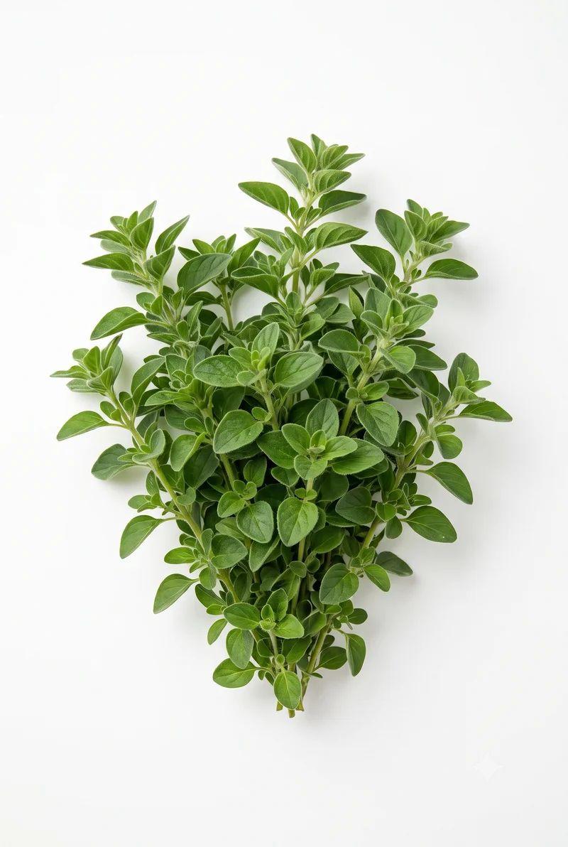 Oregano