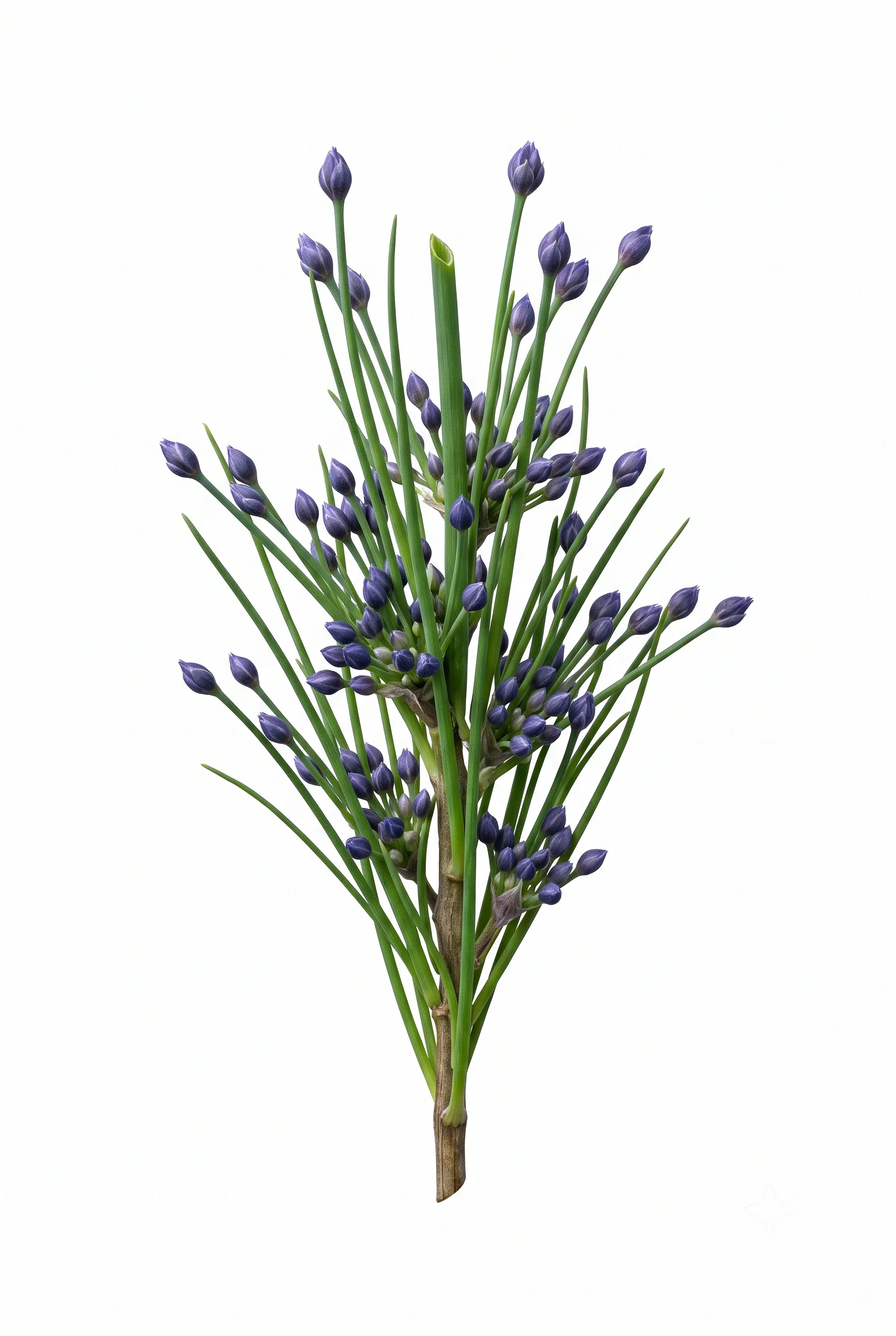 Schnittlauch
