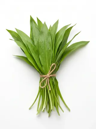 Bärlauch