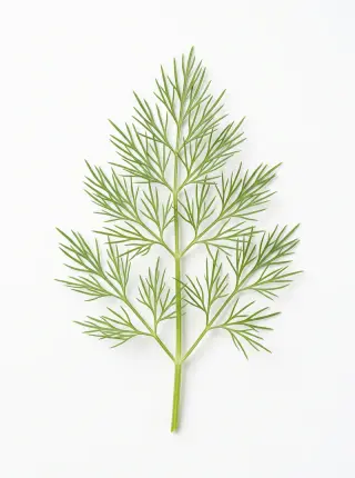 Dill
