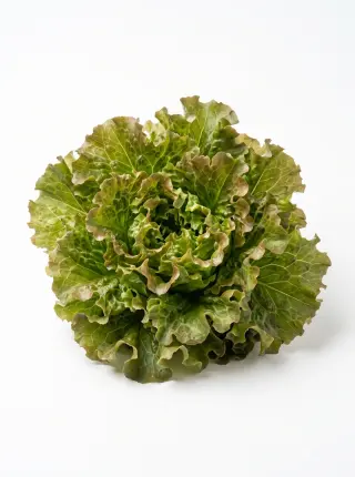 Eichenlaubsalat