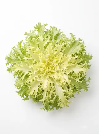 Endiviensalat