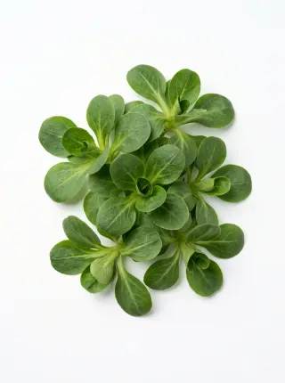 Feldsalat