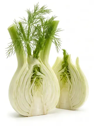 Fenchel