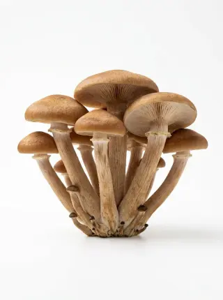 Kräuterseitling