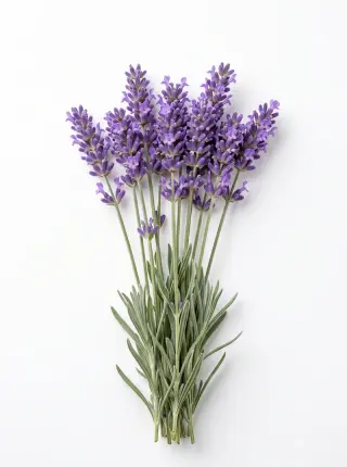 Lavendel