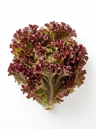 Lollo Rosso