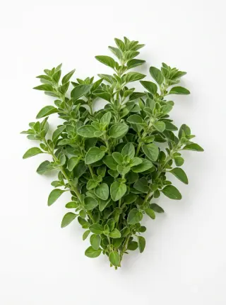Oregano