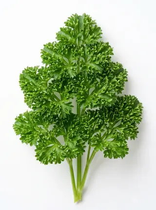 Petersilie