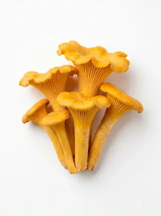 Pfifferlinge