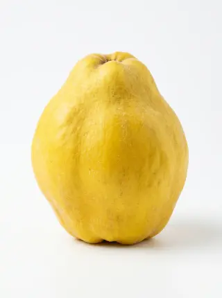 Quitten