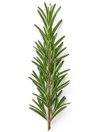 Rosmarin