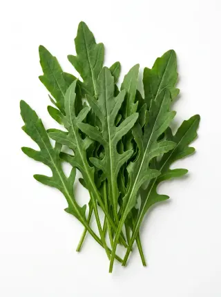 Rucola