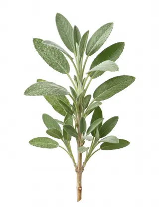 Salbei
