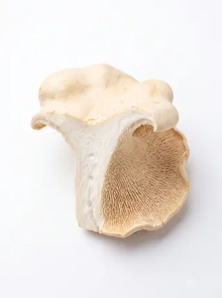 Semmelstoppelpilz