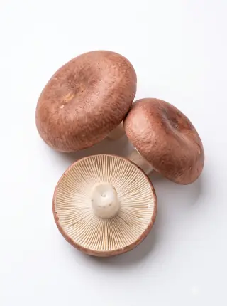 Speisetäublinge
