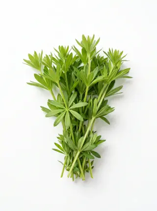 Waldmeister